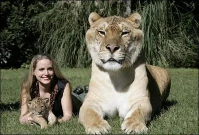 Le ligre est-il un animal dangereux ?