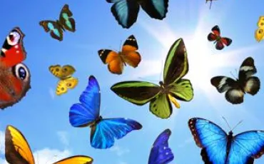 Quiz Papillons