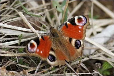 Ce papillon est reconnaissable  ses ocelles qui rappellent ceux d'un magnifique gallinac (d'o son nom vernaculaire).