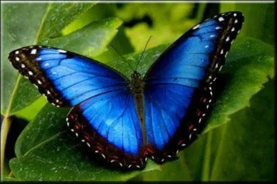 Les trs belles ailes bleues du papillon ... sont en ralit incolores. Ces ailes sont recouvertes de minuscules cailles transparentes qui rfractent la lumire, crant la couleur. Cette couleur dpend de l'indice optique du milieu dans lequel se trouve le papillon. Dans l'eau les ailes deviennent vertes.