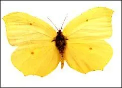 On le voit ds le dbut du printemps, voltigeant dans nos jardins. Contrairement  de nombreux papillons dont la vie adulte est brve ... vit jusqu' neuf mois. Sa couleur permet de retenir facilement son nom.