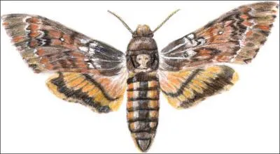 Les sphinx sont des papillons au corps massif, aux ailes allonges permettant un vol rapide. Le ... se reconnat au dessin qu'il porte sur la face suprieure du thorax.