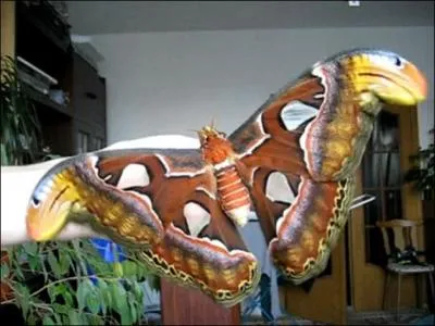 L'Attacus atlas plus connu sous le nom de ... est le plus grand papillon du monde (20  30 cm). Son nom commun est d aux extrmits de ses ailes qui font penser  un serpent.