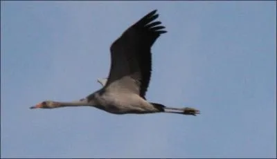 Oiseau migrateur de grande envergure qui se dplace en groupes nombreux. Il tient son nom de son cri.