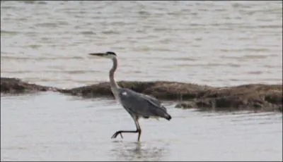 Echassier commun qui se caractrise par sa capacit  se tenir parfaitement immobile dans l'attente d'une proie.