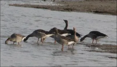 Oie commune sous nos latitudes. Elle se distingue facilement de ses cousines grce  la grosseur de sa tte et de son bec.