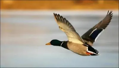 Le plus commun de nos canards de surface. Le miroir des deux sexes est bleu.