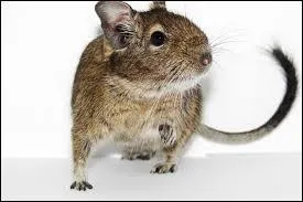 Aprs ce petit chien, continuons avec un rongeur qui ressemble  un autre rongeur ! Quelle est sa race ?