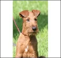 Revenons aux cts des chiens avec ce chien qui est srement de la famille des terriers ! De quelle race est-il issu ?