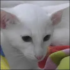 J'ai galr pour trouver des chats rares. Ce n'est pas grave mais il faut bien que vous rpondiez  cette question. Quelle est la race de celui-ci ?