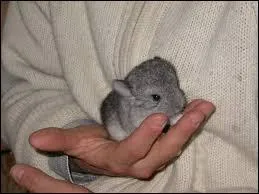 Continuons avec ce petit rongeur trs sociable. Quelle est sa race ?