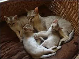 Deuxime chat du quizz dont on a aucune information. Quelle est sa race ?