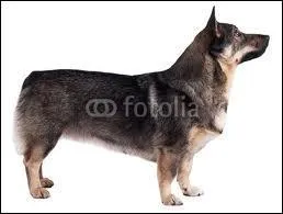 Malheureusement, c'est termin mais il nous reste encore un chien. Quelle est sa race ?