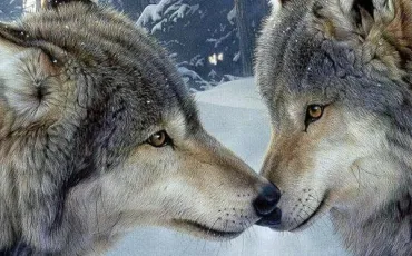 Quiz Loups