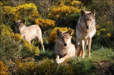 Quelle est en moyenne la superficie du territoire d'une meute de loups ?