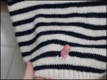 quel insecte mange les vetements