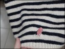 Quel insecte mange les vtements ?