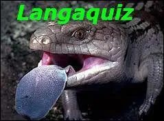 Le nom de ce drle d'animal  la langue  schtroumpf  est un homonyme de :