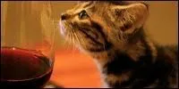  Chat  a l'air bon !  consommer avec modration, cette boisson a un rapport avec le nombre :