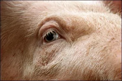 A quel animal ces yeux appartiennent-ils ?