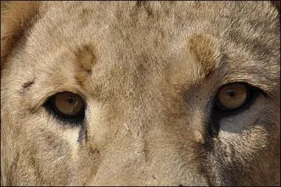 A quel animal ces yeux appartiennent-ils ?