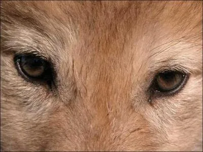 A quel animal ces yeux appartiennent-ils ?