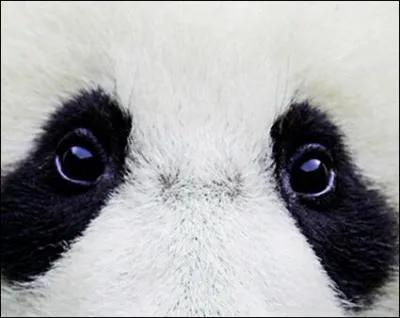 A quel animal ces yeux appartiennent-ils ?