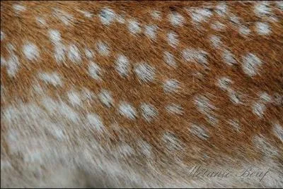 A quel animal ce pelage appartient-il ?