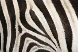 A quel animal ce pelage appartient-il ?