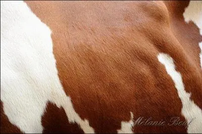 A quel animal ce pelage appartient-il ?