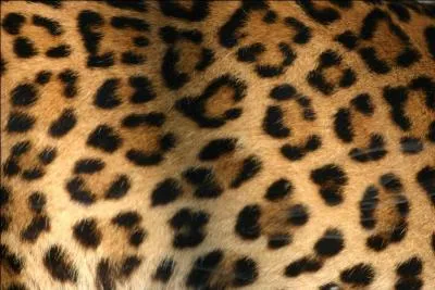 A quel animal ce pelage appartient-il ?