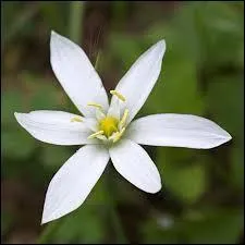 Quel est l'autre nom de l'Ornithogale ?