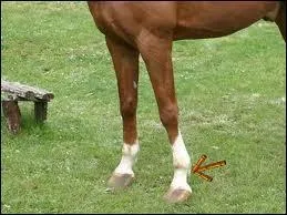 Qu'est-ce que ceci ?