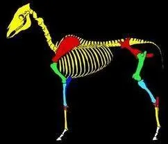 Quel est le nom de l'os bleu clair des antérieurs ?