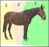 Comment s'appelle le milieu du corps du cheval ?