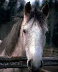 Combien d'os contient la tête du cheval ?