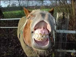 Comment s'appelle les deux premières dents de devant ?