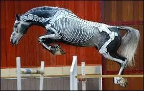 Combien de vertébres dorsales a le cheval ?