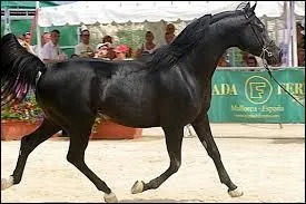 Combien a-t-il de vertèbres lombaires ?