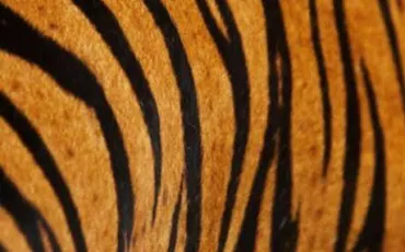 Quiz Tigres
