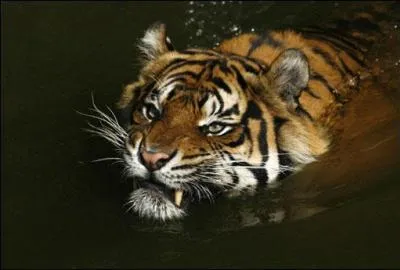 Le tigre est-il un bon nageur ?