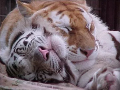 Combien reste-t-il de tigres sur la plante ?