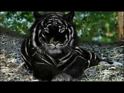 Quel est le nom scientifique du tigre ?