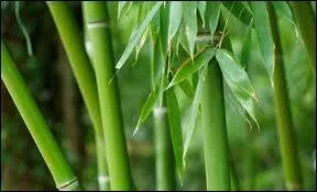 Le "bambou" est toxique pour le cheval