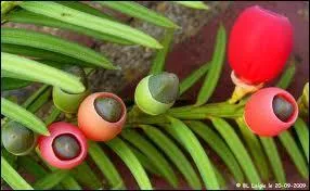 La "baie de l'if" est toxique pour le cheval