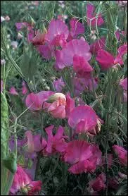 Le "pois de senteur" est toxique pour le cheval