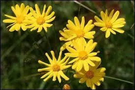 Le "séneçon" est toxique pour le cheval