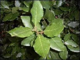 Le "laurier" est toxique pour le cheval