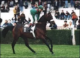 Quelle est la race de ce cheval de course ?