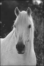 Quelle est la race de ce splendide cheval gris ?